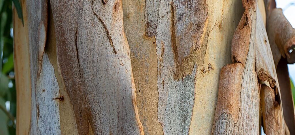 eucalyptus bark